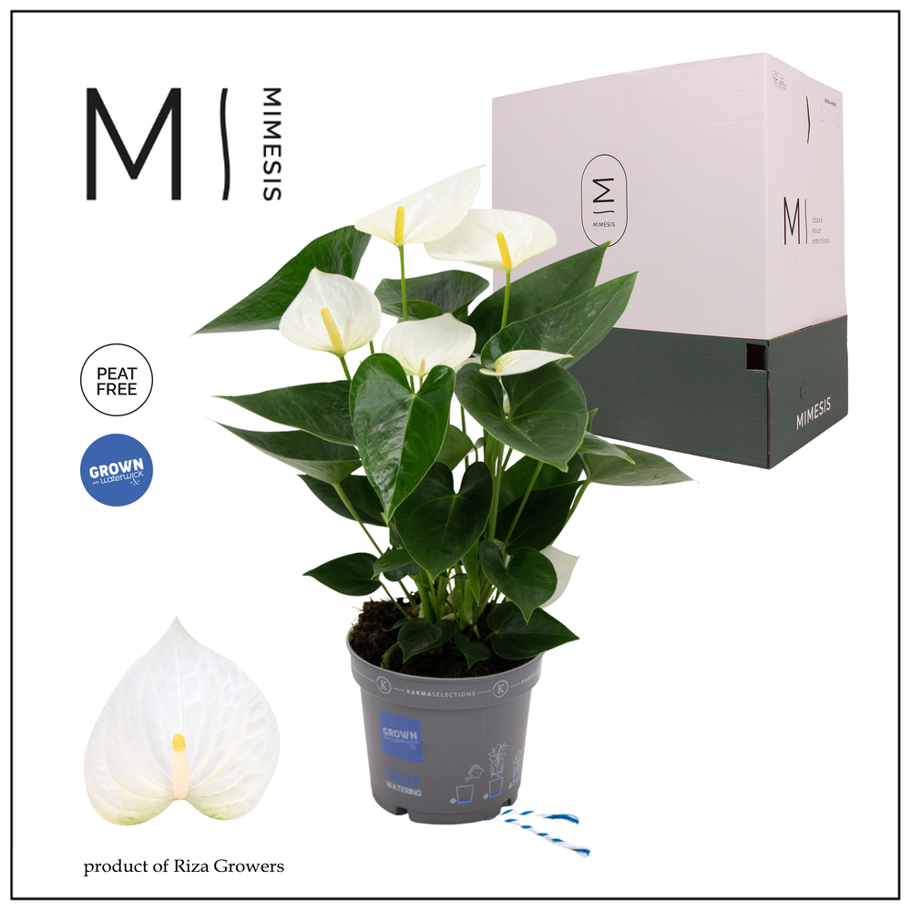 Mimesis Anthurium KARMA White - 12cm.