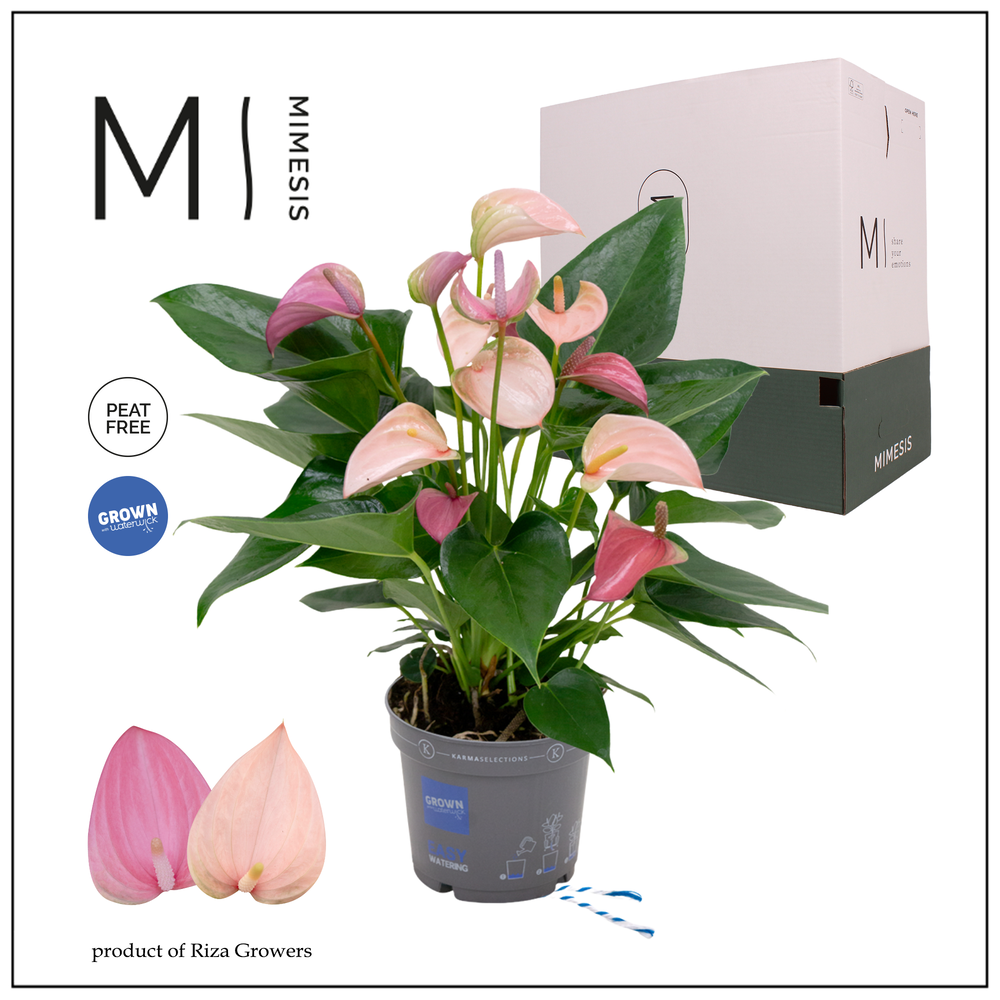 Mimesis Anthurium KARMA Joli Duo - 12cm.