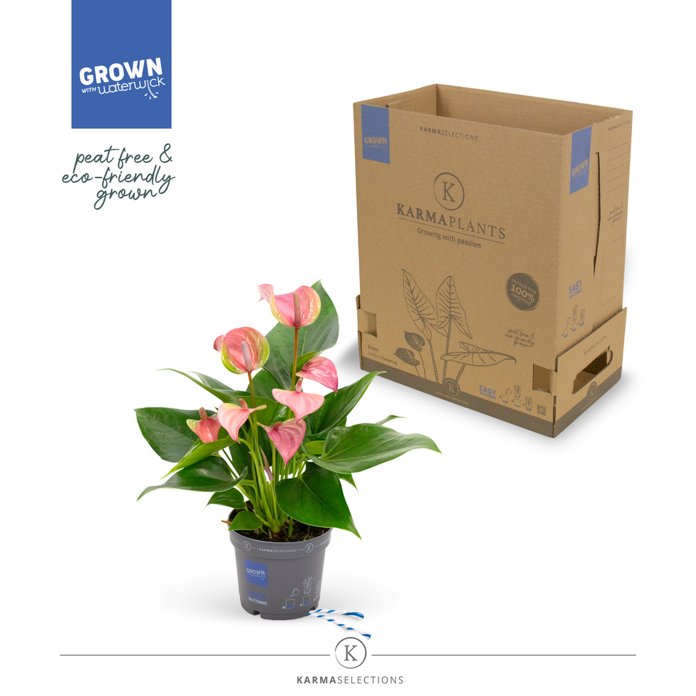 Mimesis Anthurium KARMA Joli - 9cm.