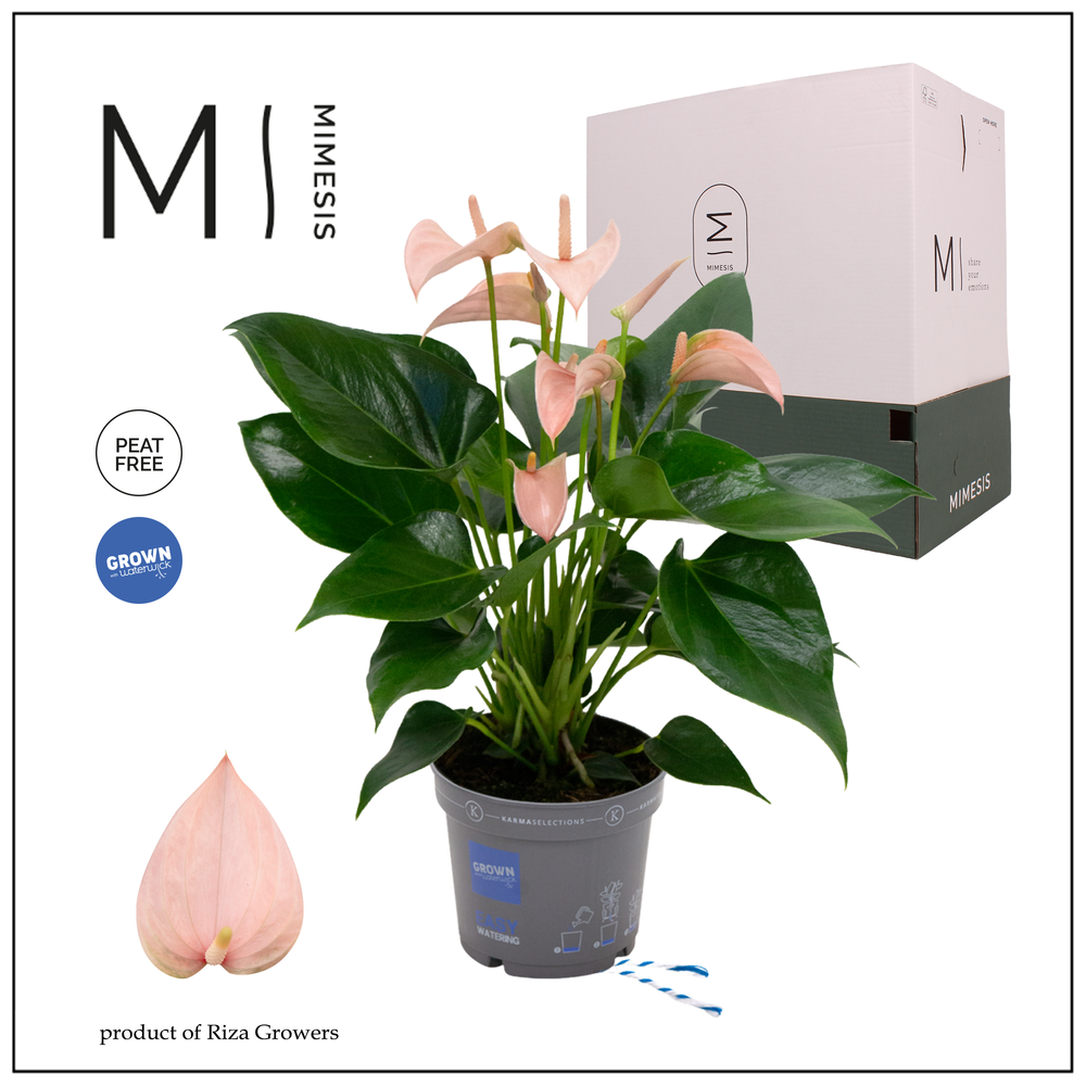 Mimesis Anthurium KARMA Joli Peach - 12cm.