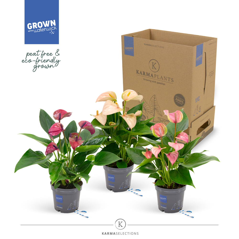 Mimesis Anthurium KARMA Multiflora mix - 9cm.