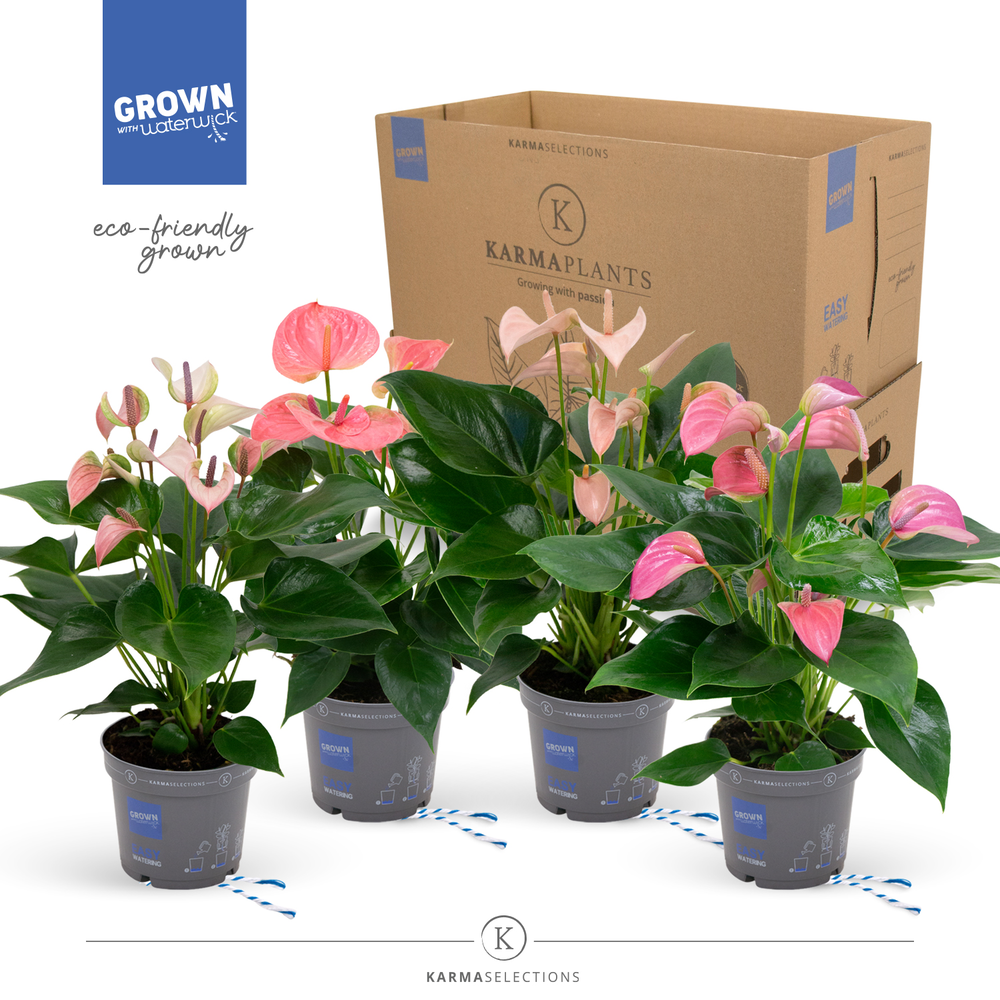 Mimesis Anthurium KARMA Pink Mix - 12cm.