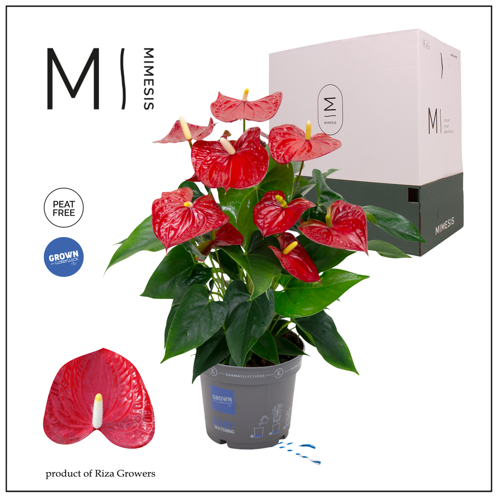 Mimesis Anthurium KARMA Red - 17cm.