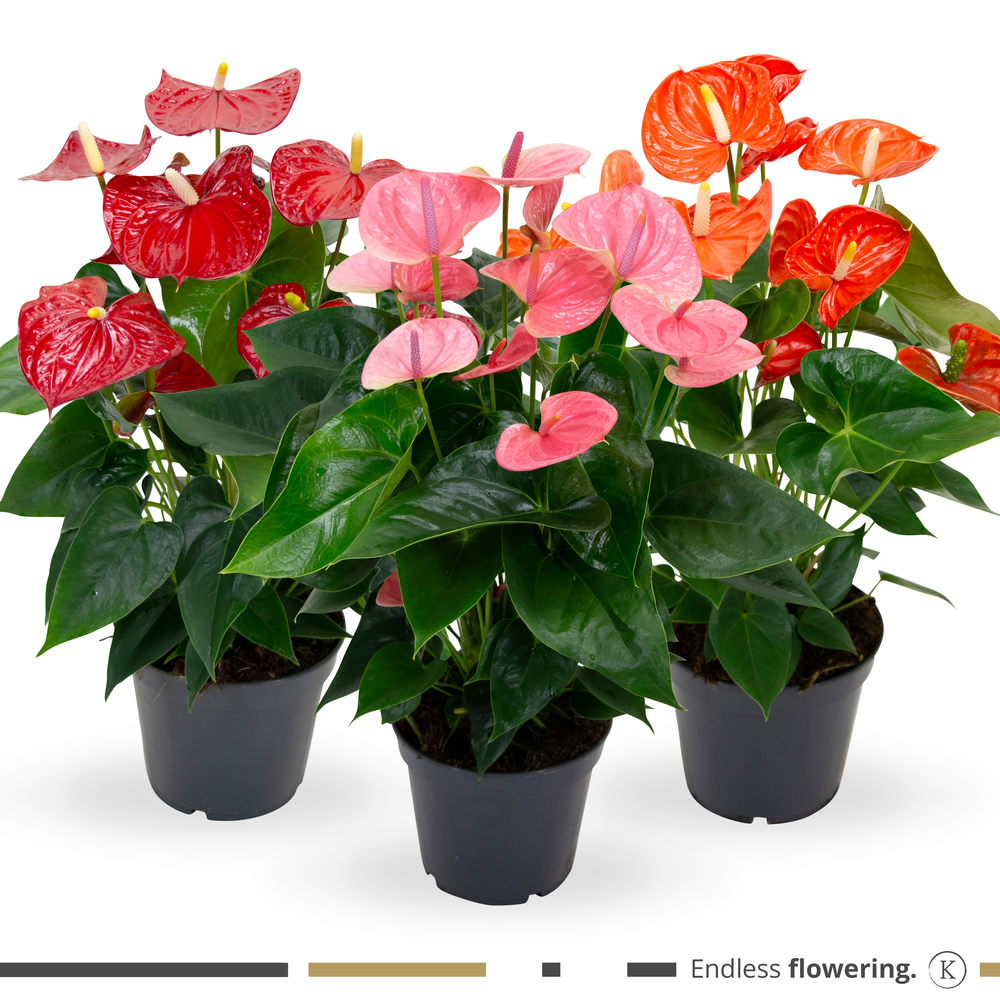 Mimesis Anthurium KARMA Grandiflora mix - 17cm.