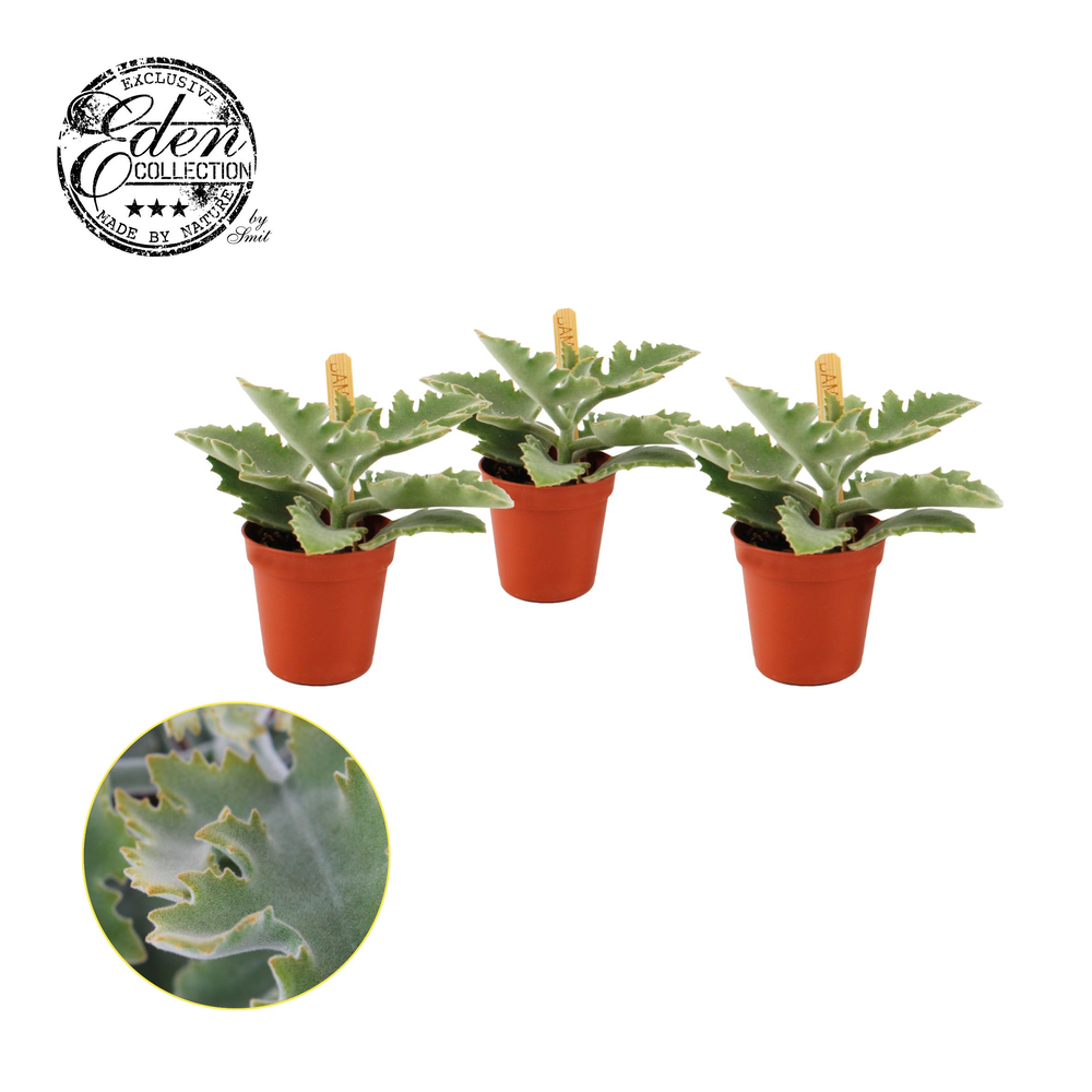 Kalanchoe Beharensis 5,5cm.