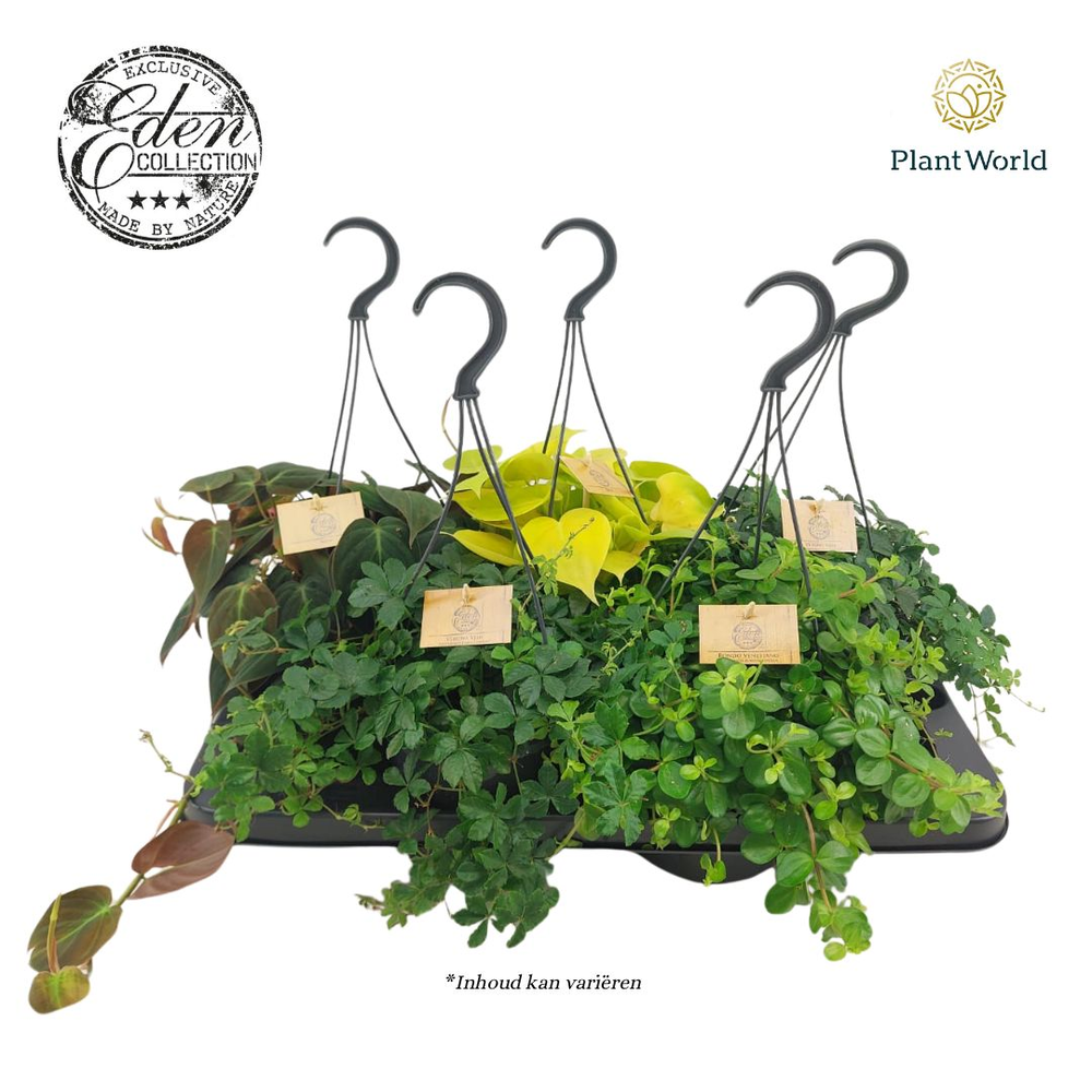Gemengde tray 15cm Hangpot.