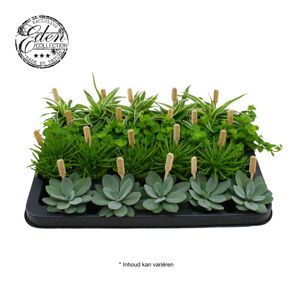 Gemengde tray 5,5cm Mix A.