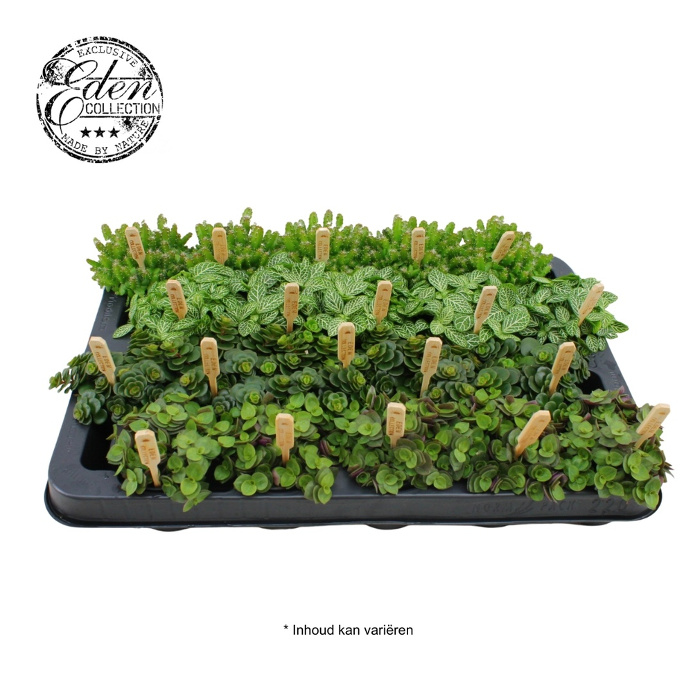Gemengde tray 5,5cm Mix B.