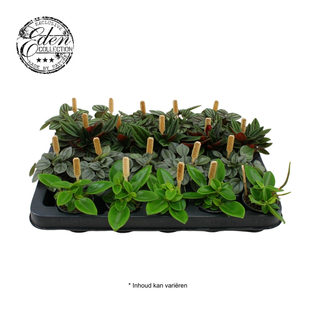 Peperomia gemengd 5,5cm.