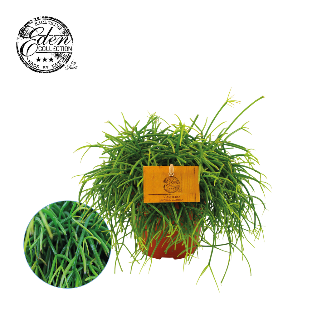 Rhipsalis Cashero 12cm.