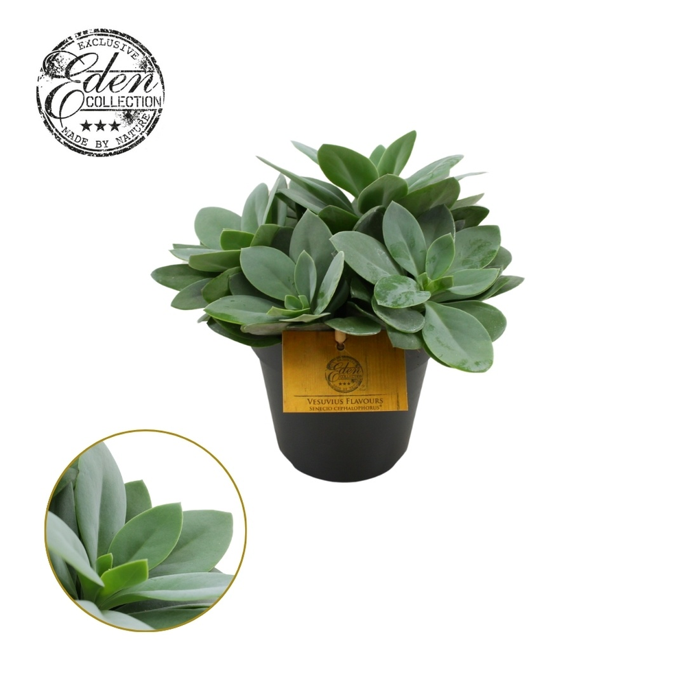 Senecio Cephalophorus 12cm.
