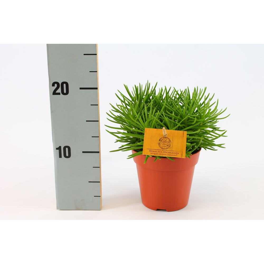 Senecio Himalaya 12cm.
