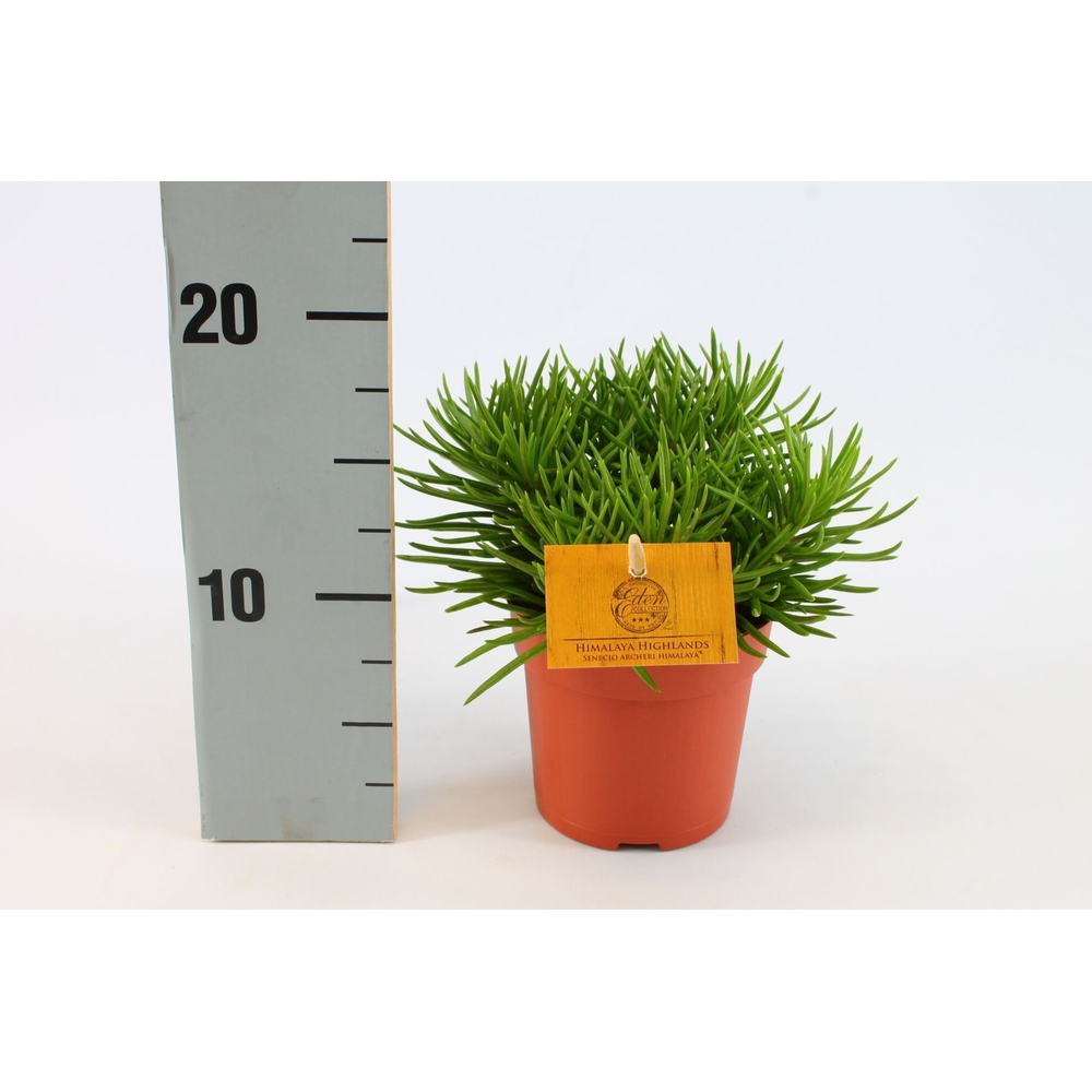 Senecio Himalaya 10,5cm.