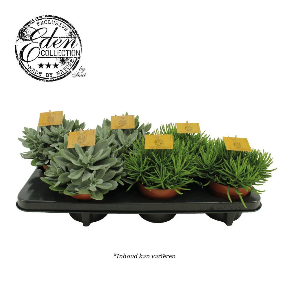 Senecio gemengd 12cm.