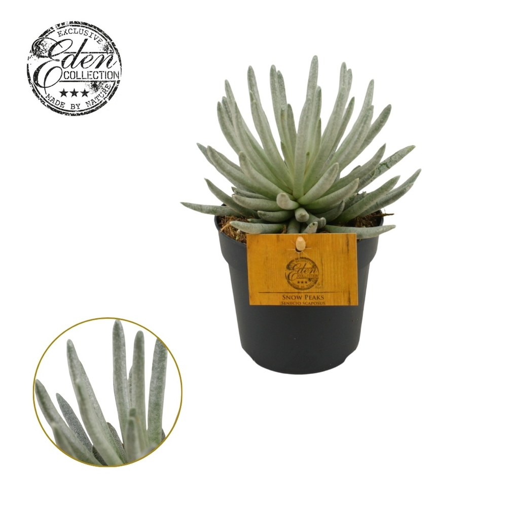 Senecio Scaposus 10,5cm.