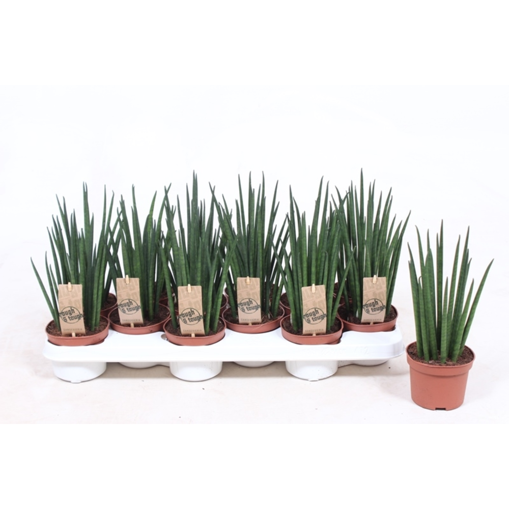 Sansevieria Mikado.