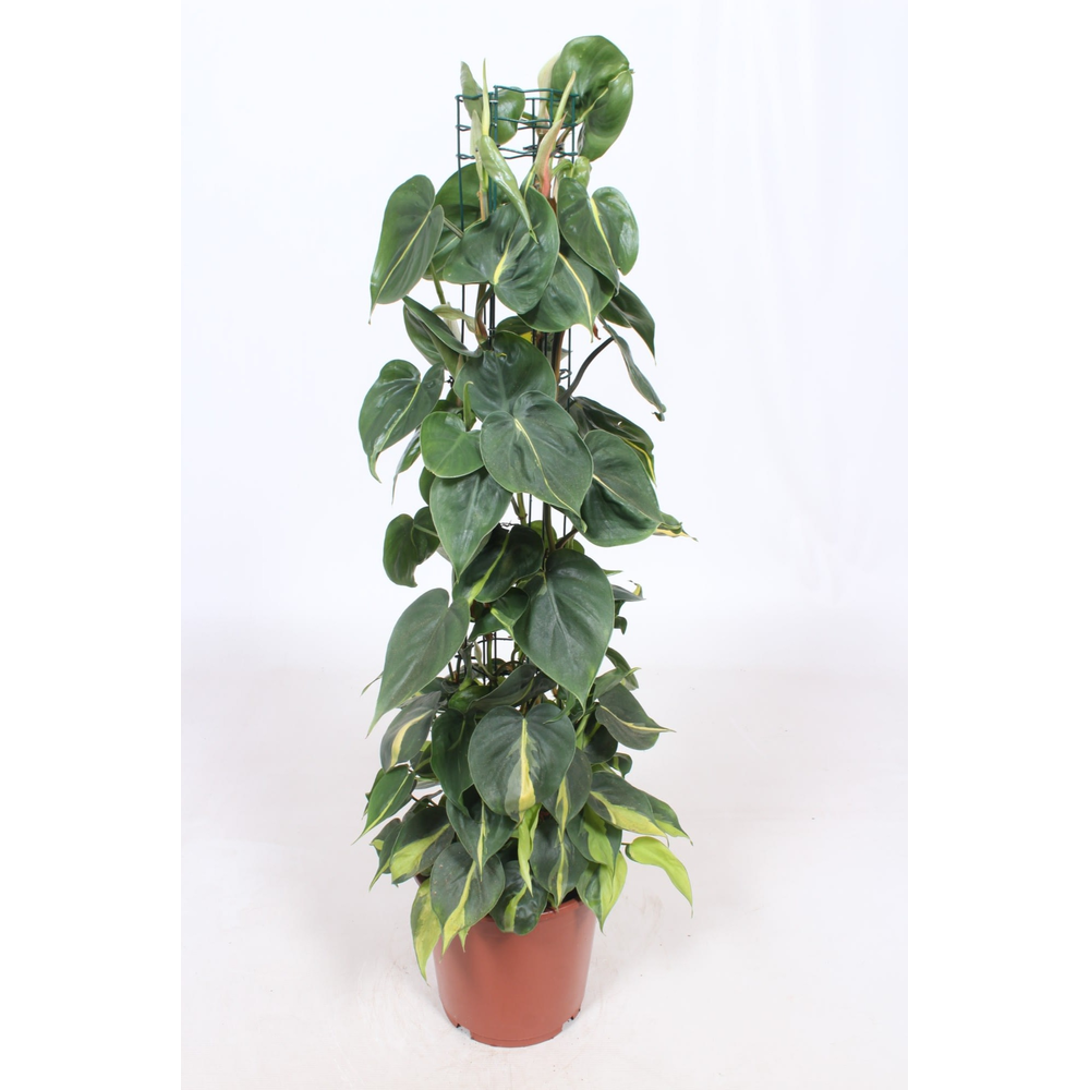 Philodendron Scandens Brasil.