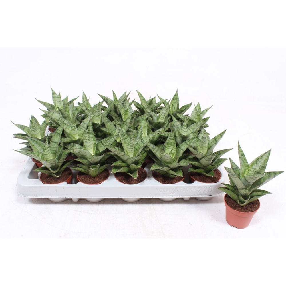 Sansevieria Tough Lady.