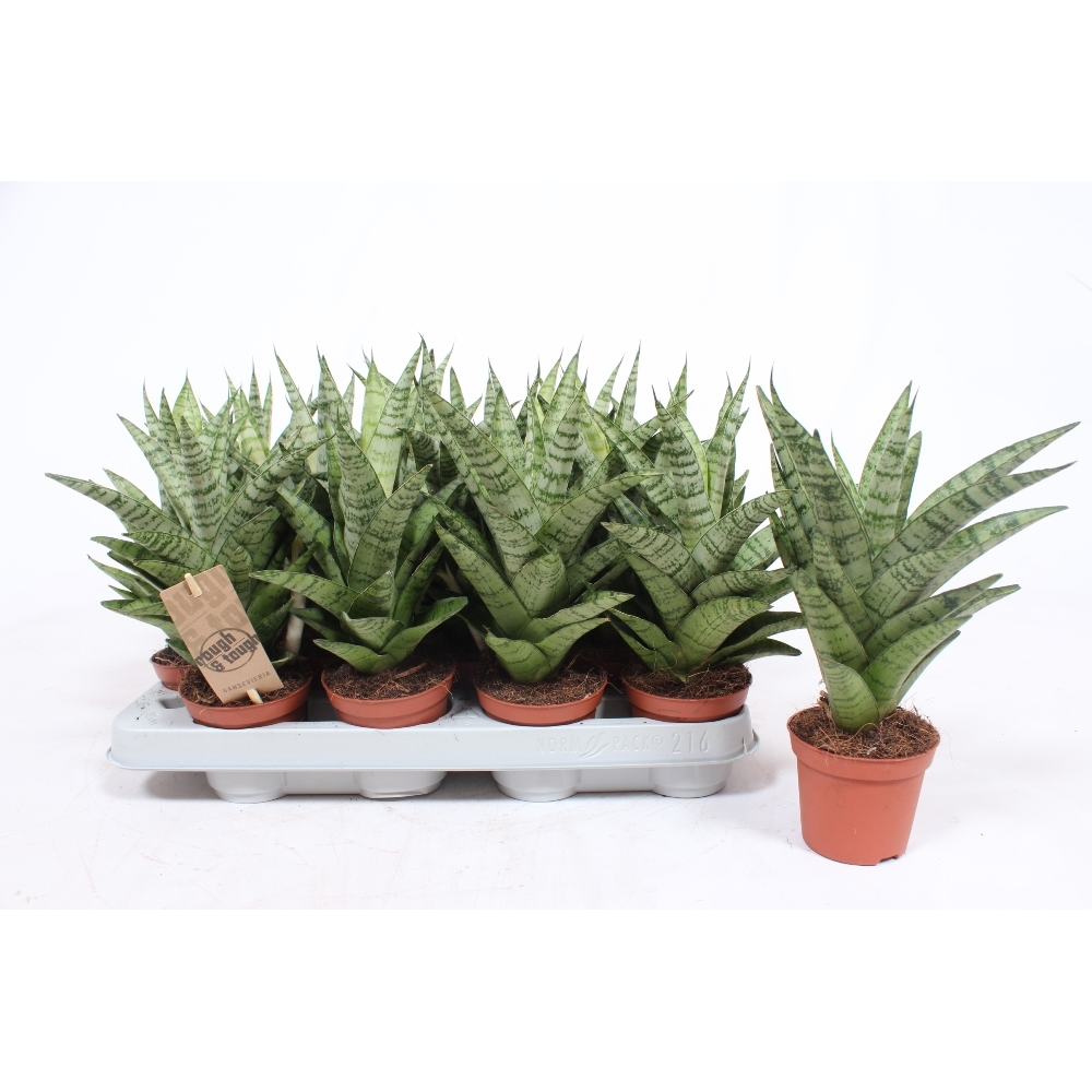 Sansevieria Tough Lady.
