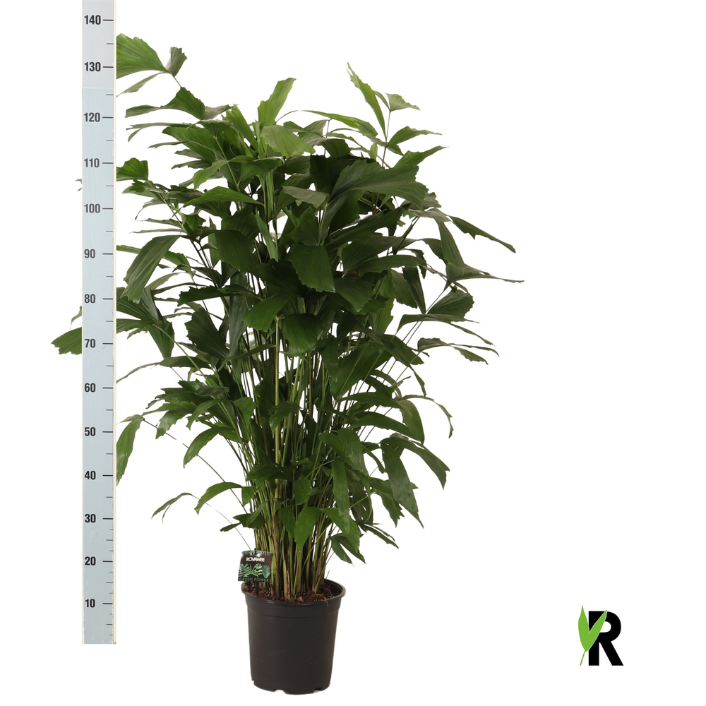 Caryota mitis.