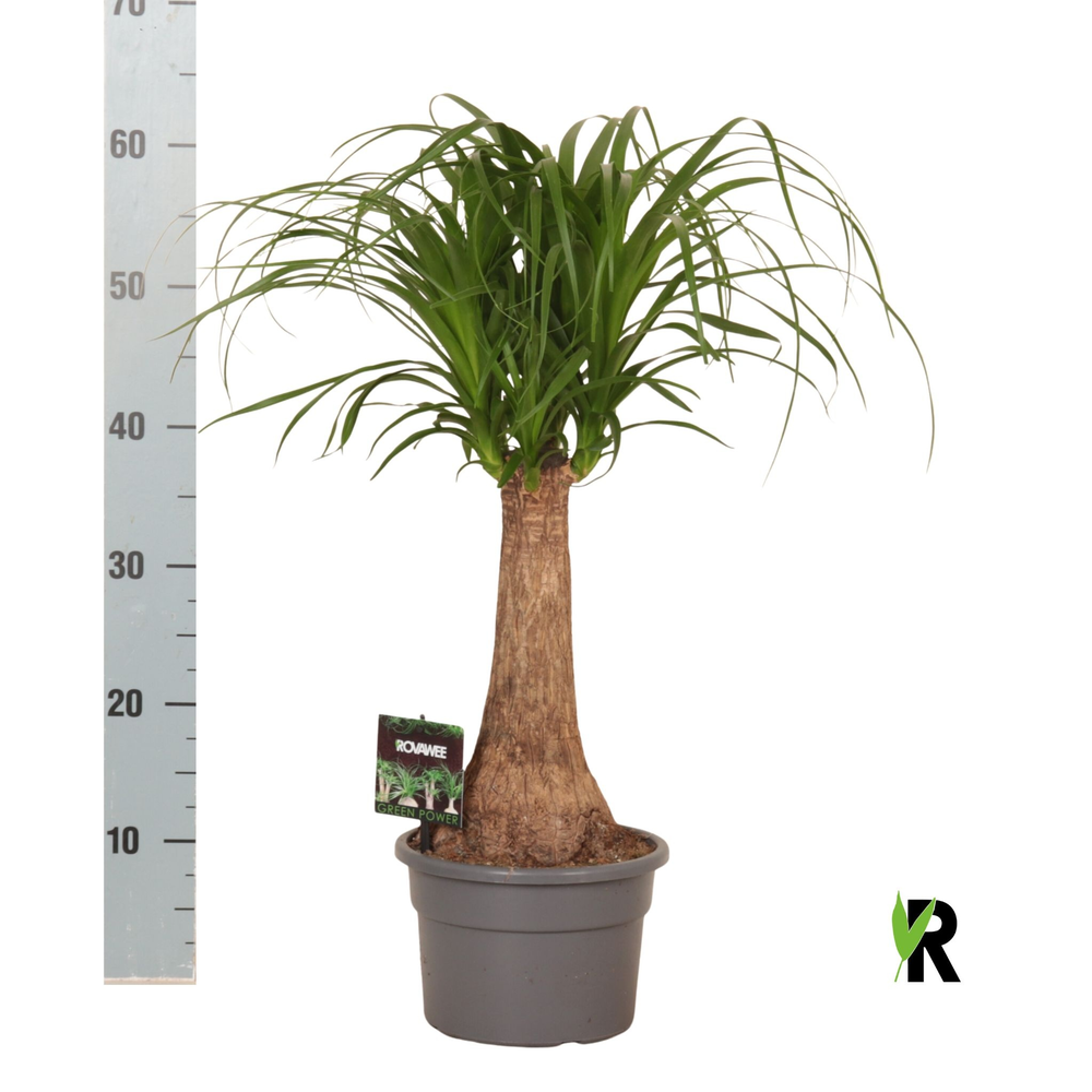 Beaucarnea rec. rechte stam.