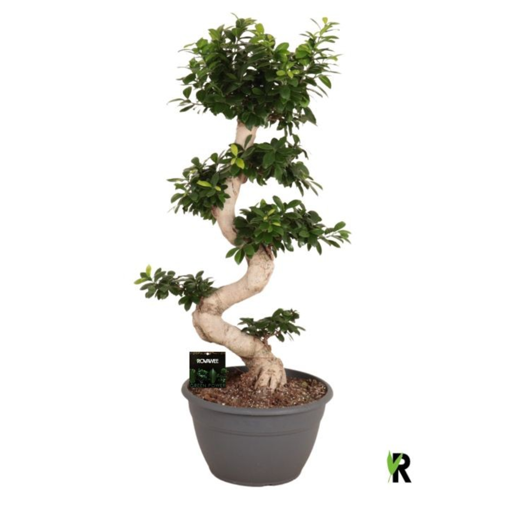 Ficus micr. S-type.