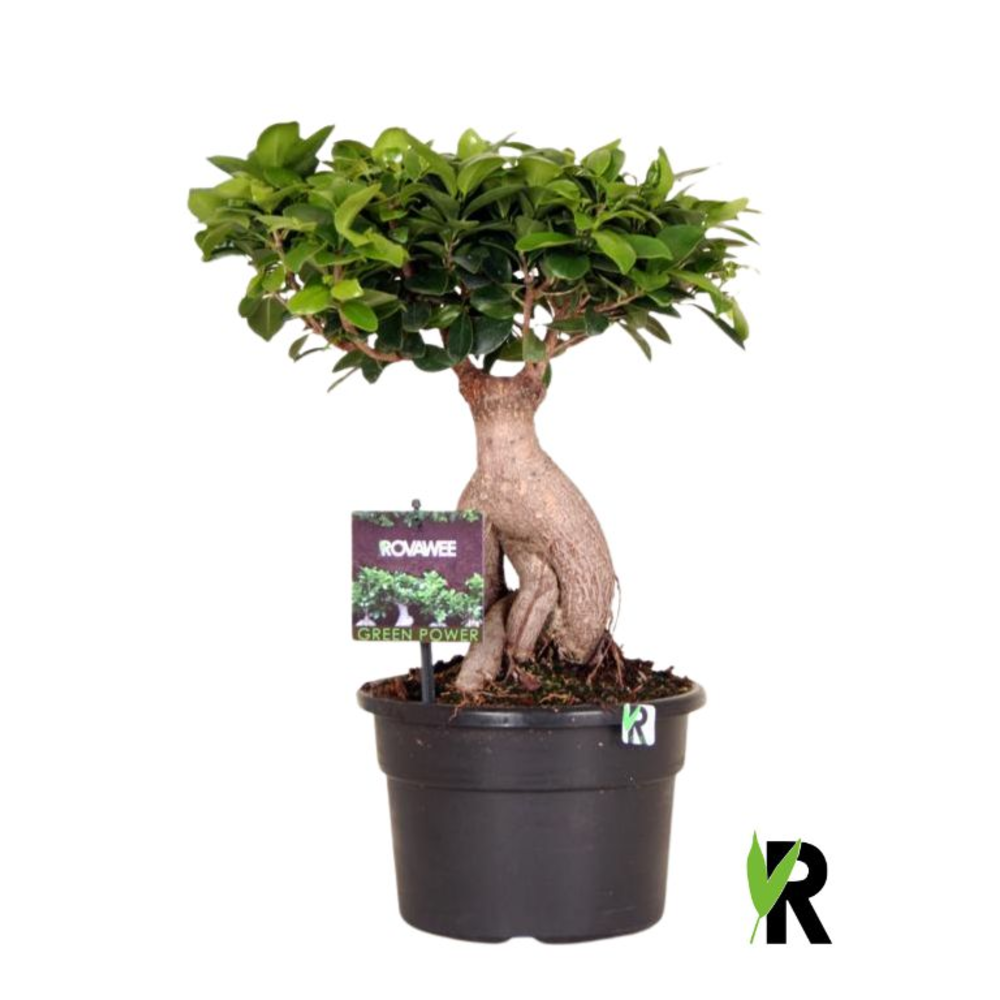 Ficus micr. Ginseng in kunststof pot.