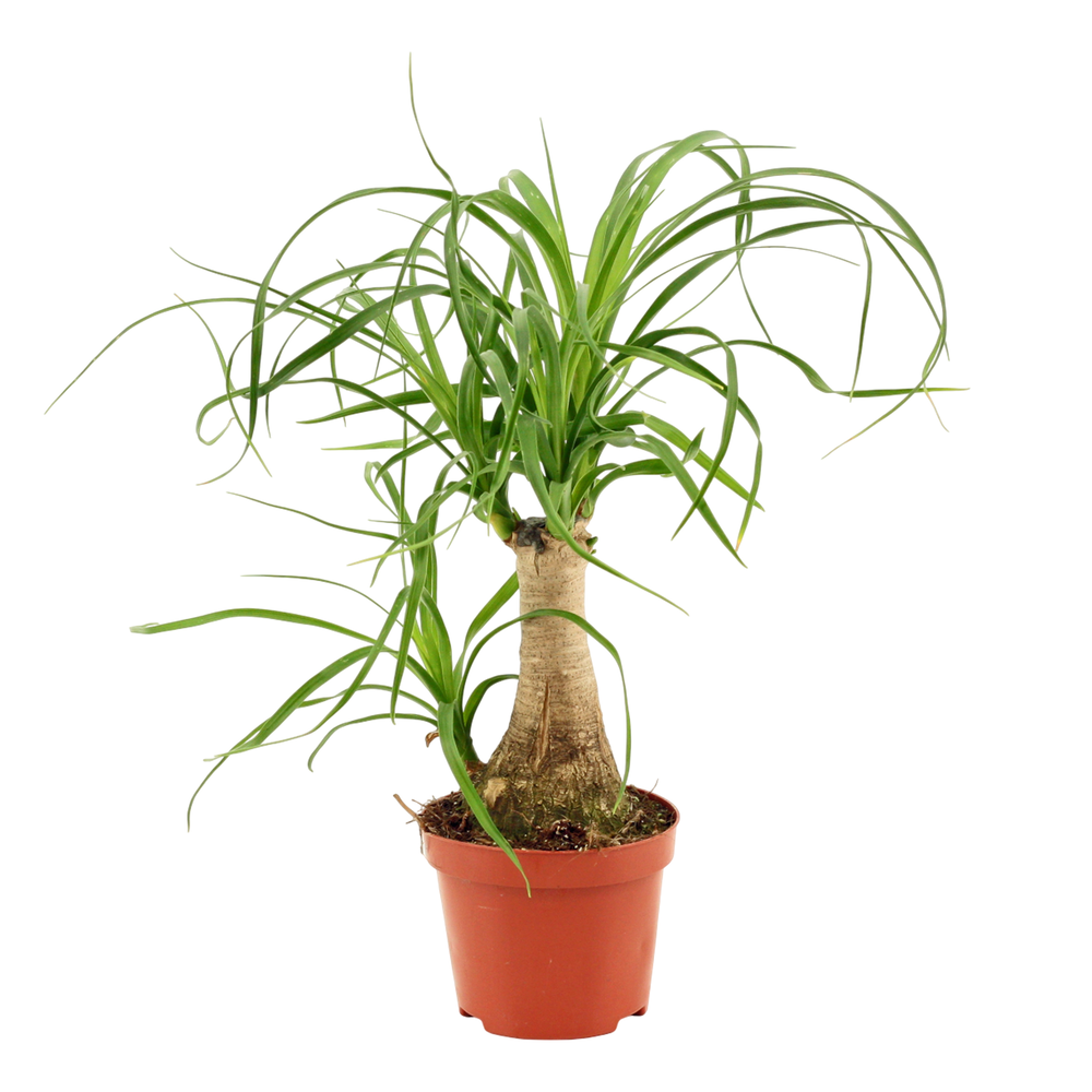 Beaucarnea recht 9 cm.