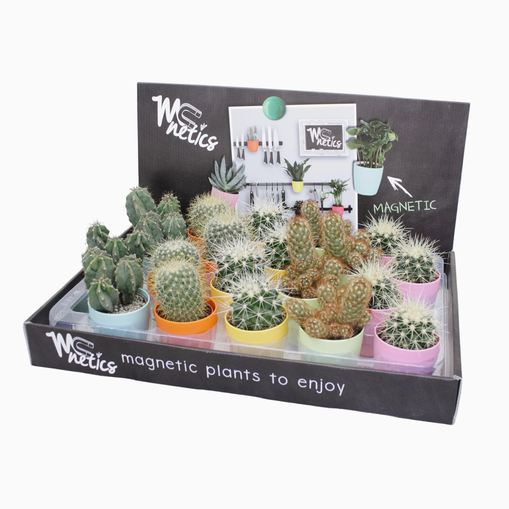 Cactus mix 5,5 cm in magnetic kleur pot.