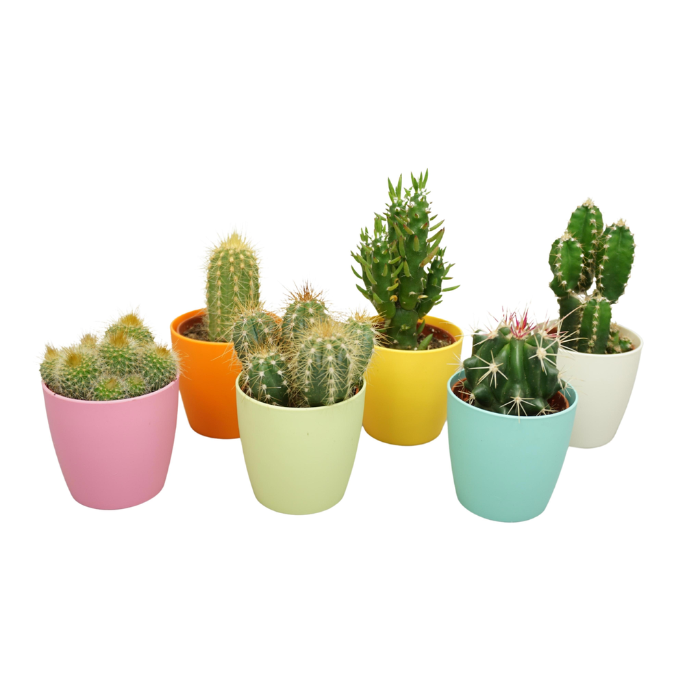 Cactus mix 5,5 cm in magnetic kleur pot.