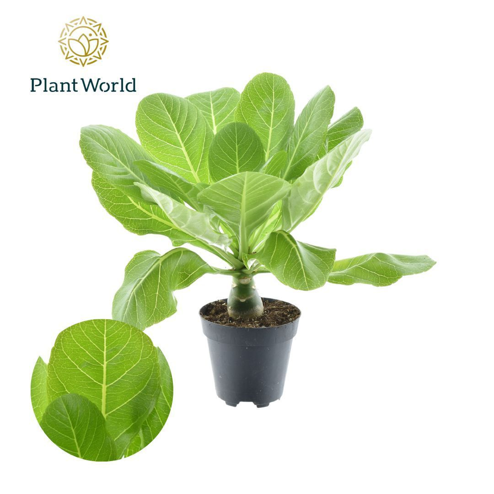 Brighamia insignis 'Hawaii Palm' P12.