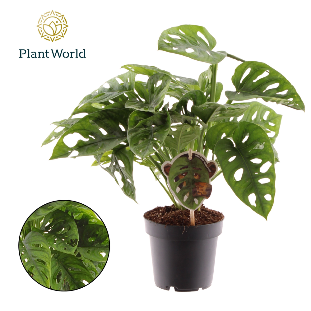 Monstera obliqua 'Monkey Leaf'.