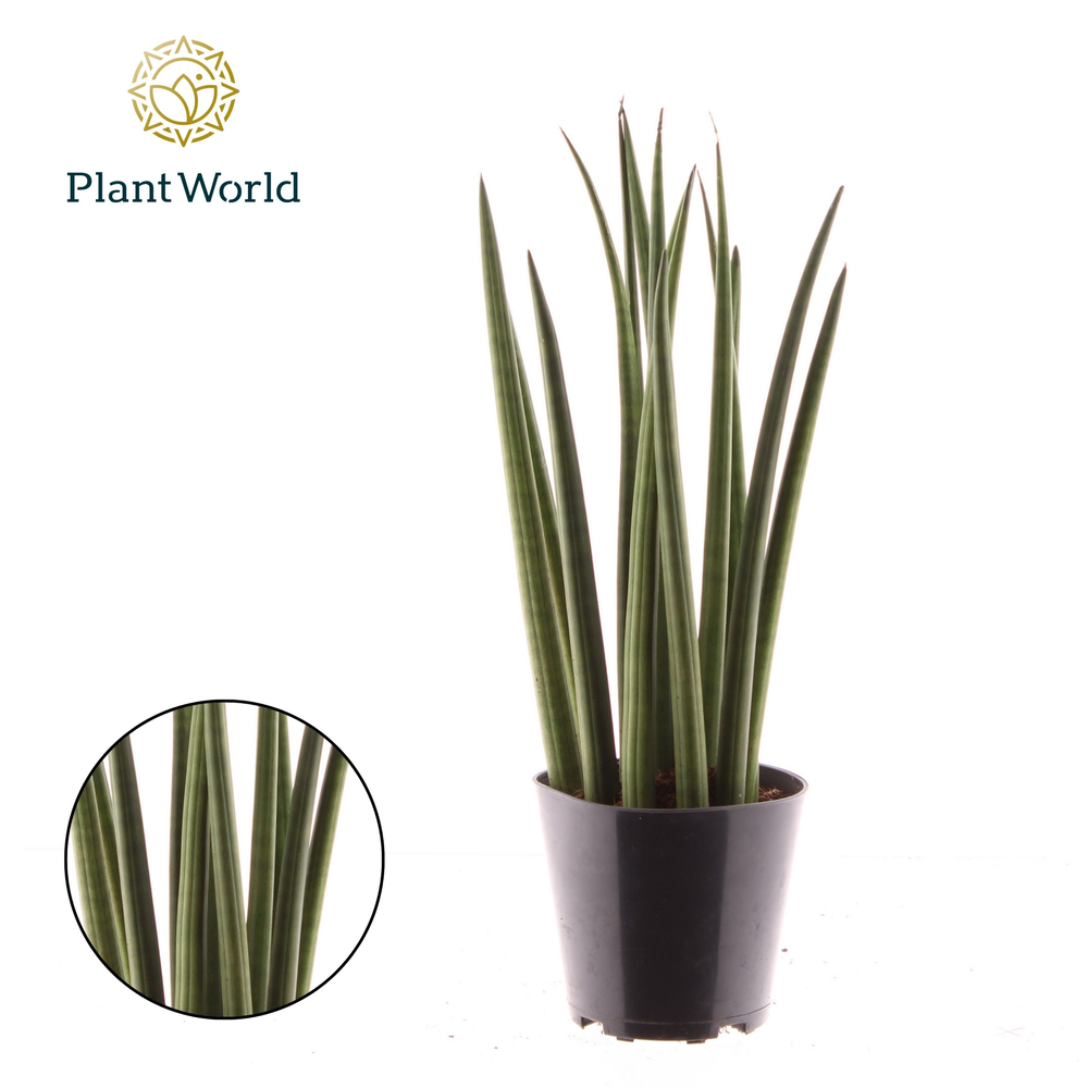 Sansevieria cylindrica 'Bacularis' / Mikado.