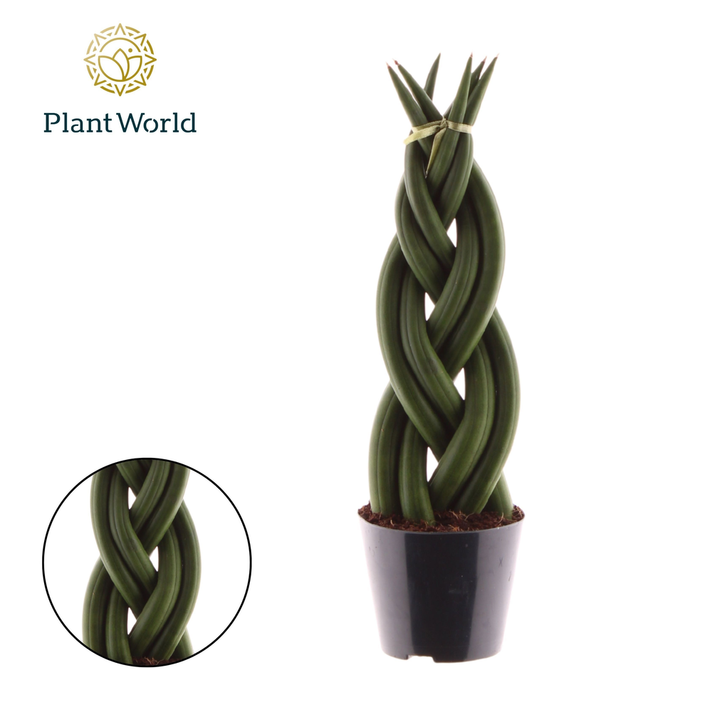 Sansevieria cylindrica 'Twist'.