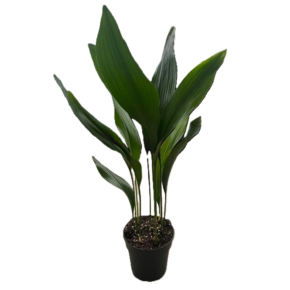 Aspistra eliator.