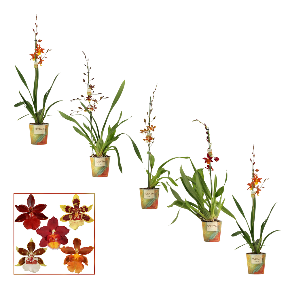 Cambria 1 tak mix (Scenza).