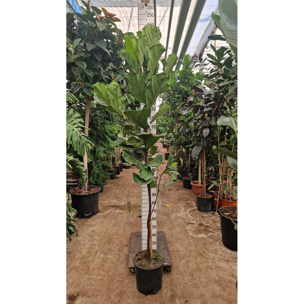 Ficus Lyrata rechte stam 270.