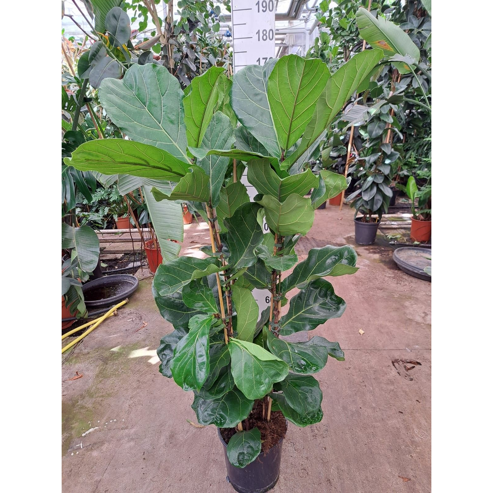 Ficus Lyrata toef 160.