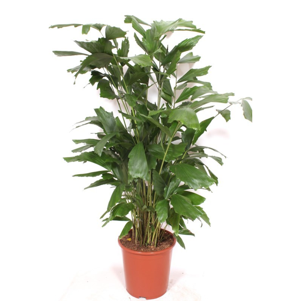 Caryota mitis.