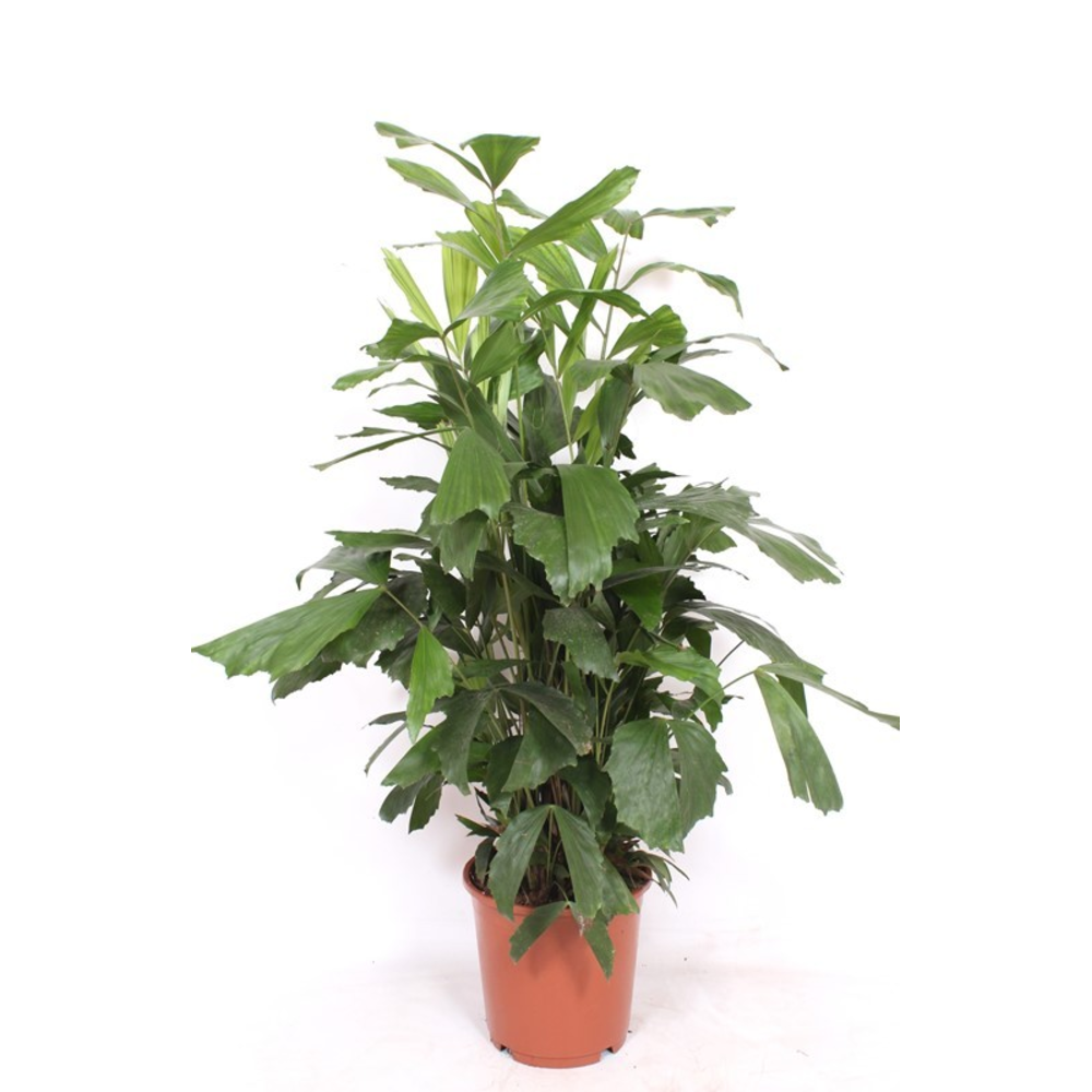 Caryota mitis.