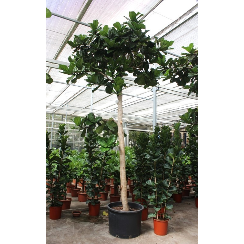 Ficus lyrata.