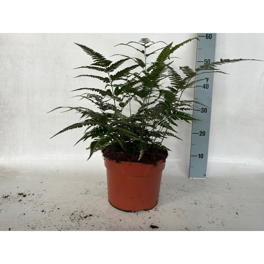 Athyrium Spicatum - De varen voor binnen en buiten.