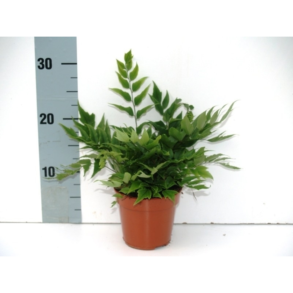 Cyrtomium Fortunei Clivicola (Winterhard).