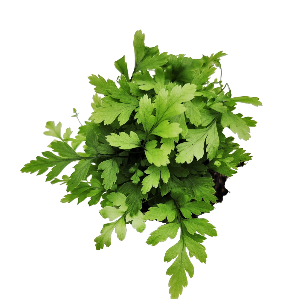 Athyrium Spicatum - De varen voor binnen en buiten.