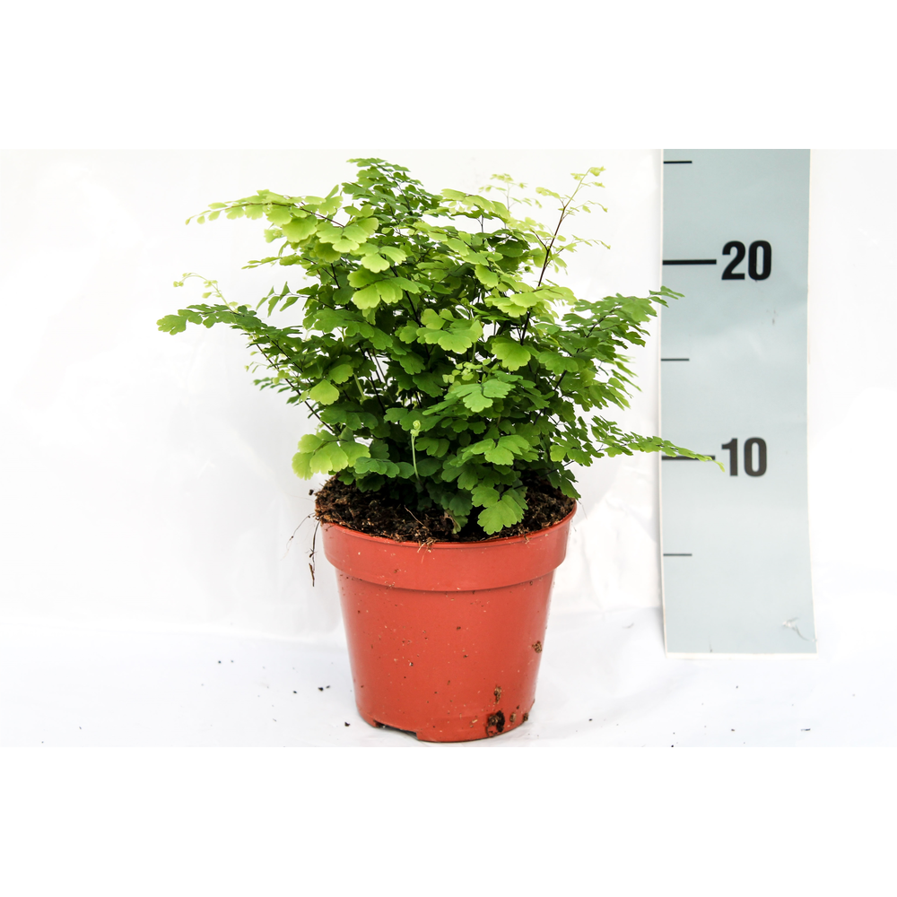 Adiantum Raddianum 'Fritz-Luthi'.
