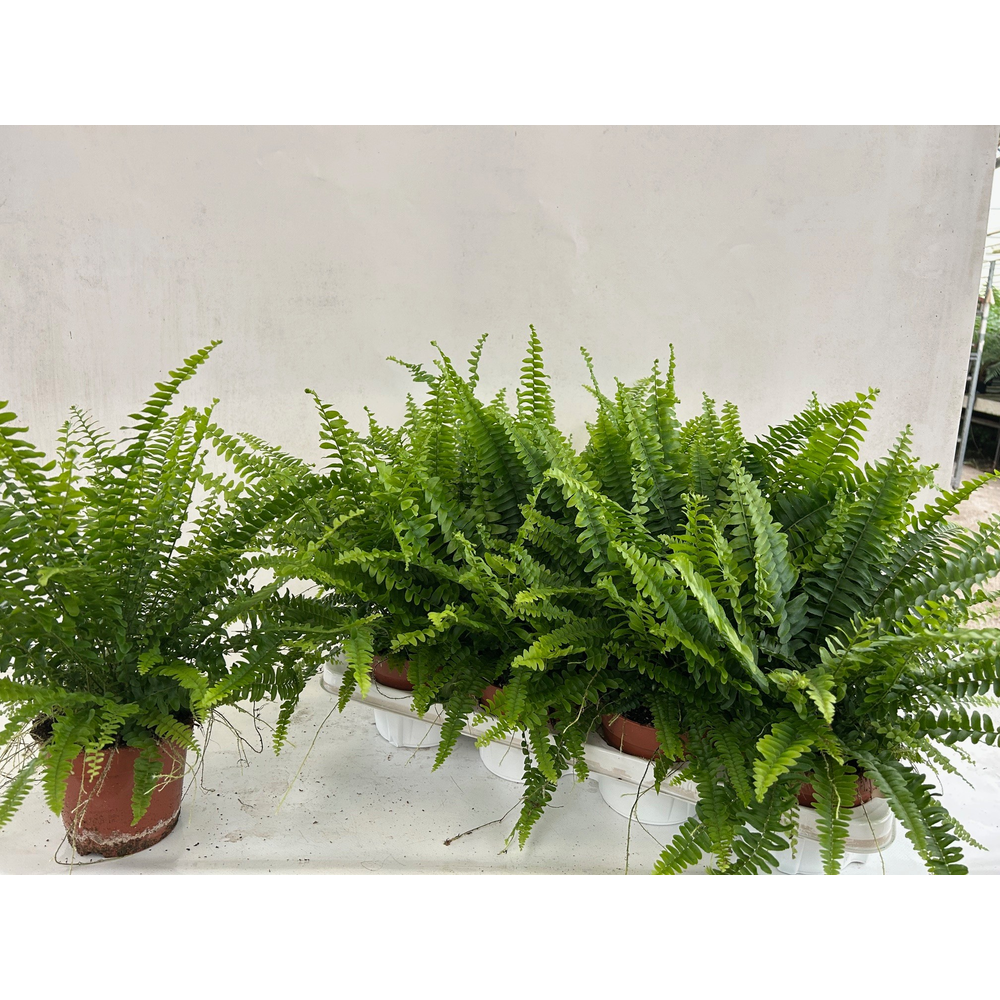 Nephrolepis Green Lady GEEN hoes.