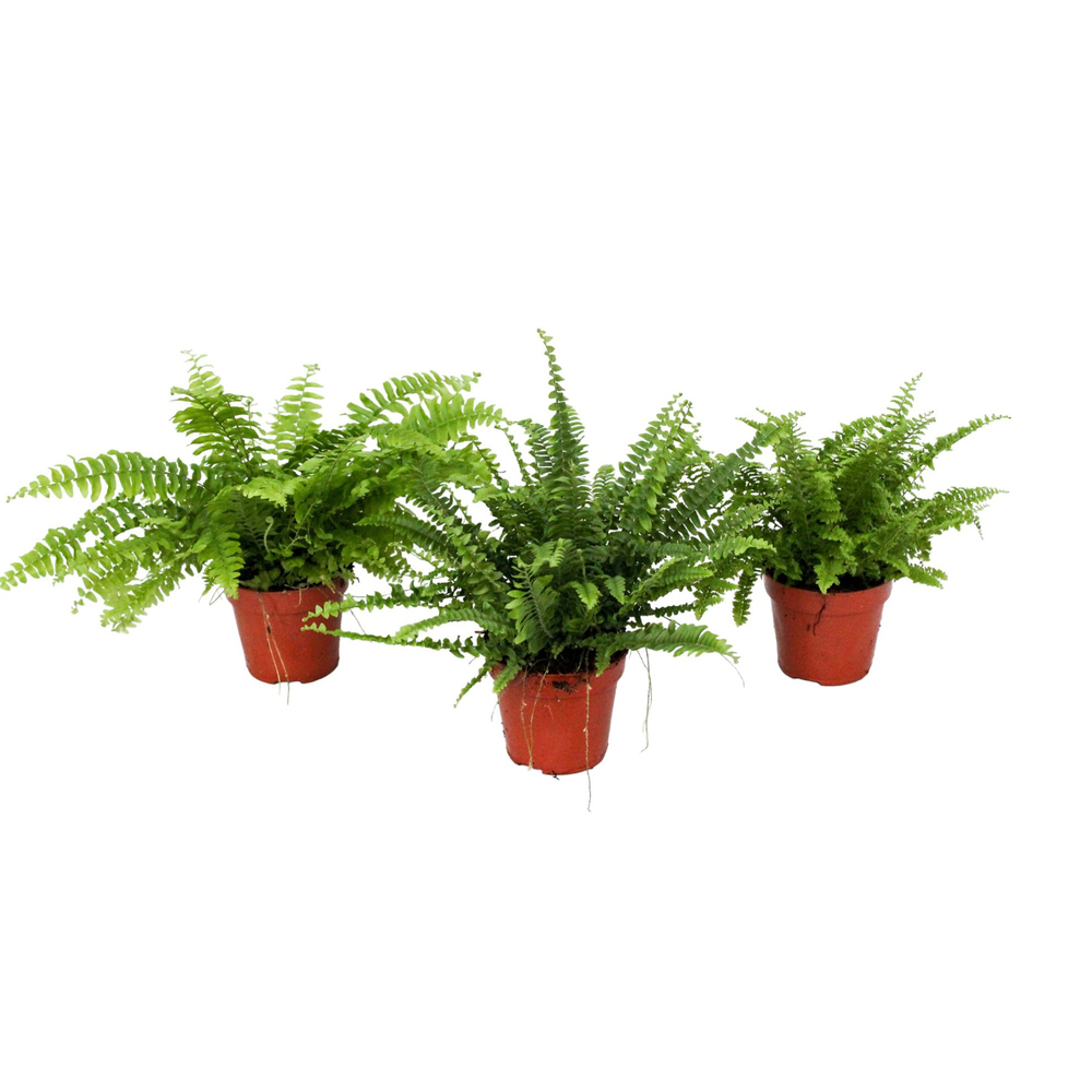 Nephrolepis Gemengd GEEN hoes.