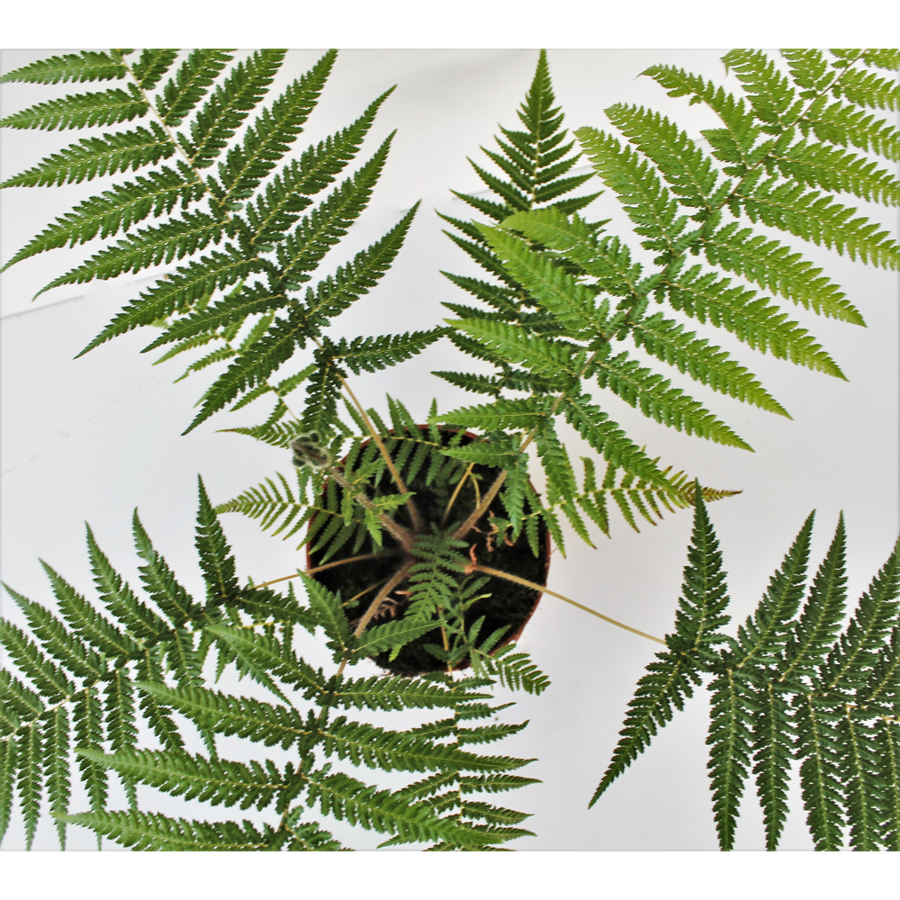 Dicksonia Antarctica (Tasmaanse Boomvaren).