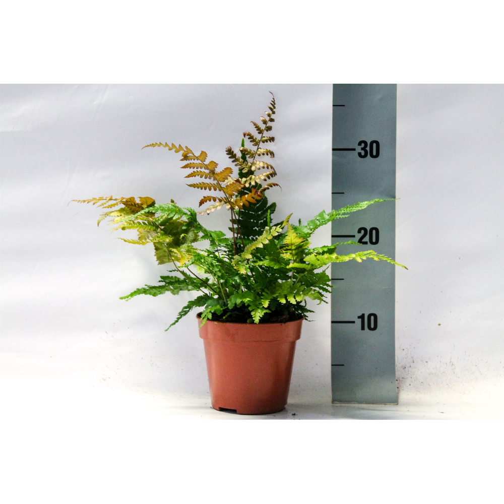 Dryopteris Erythrosora (Winterhard).