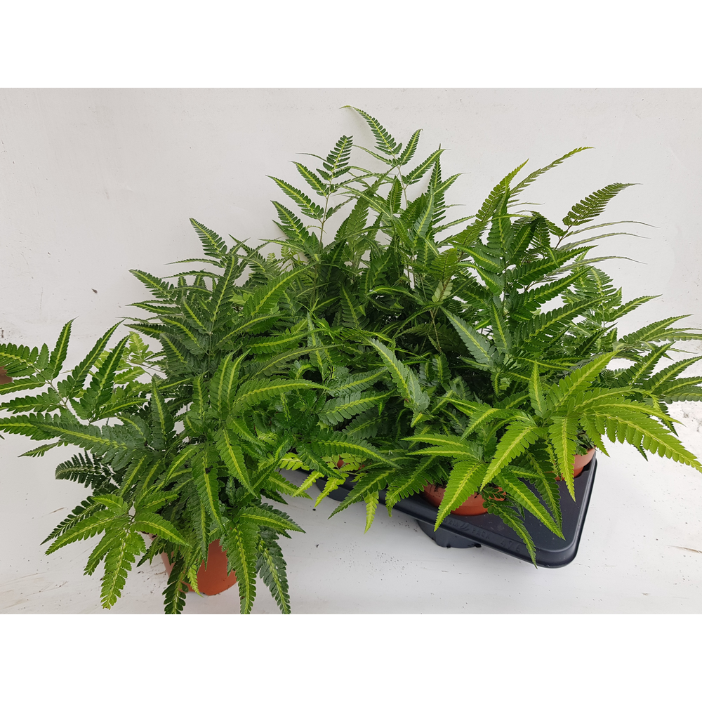 Athyrium Spicatum - De varen voor binnen en buiten.